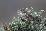 Plumbeous Sierra Finchborder=
